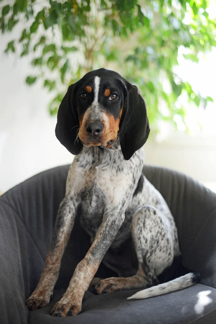 Do Bluetick Coonhounds Have Webbed Feet