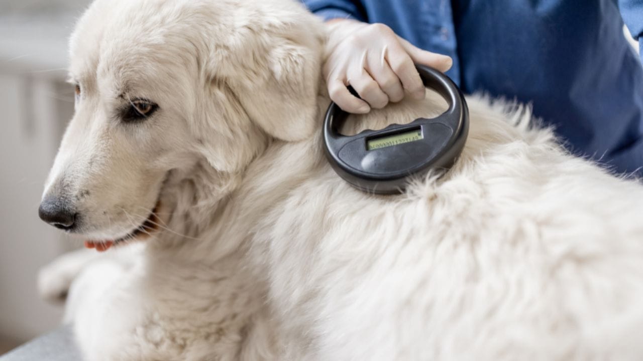 How much does cost to microchip a dog 