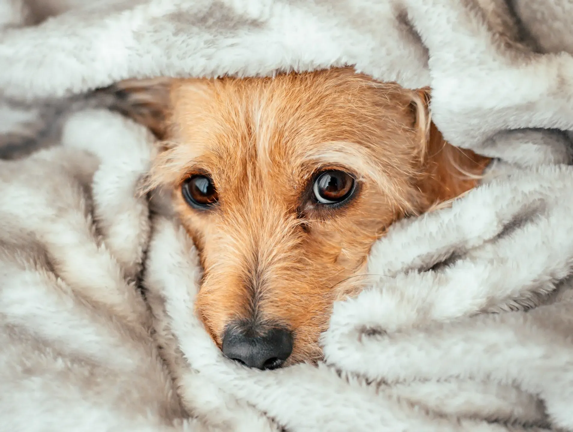 Can Dogs Get Chicken Pox