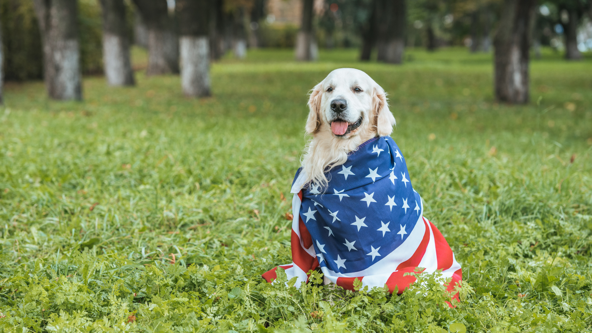 Most Popular Dogs in America