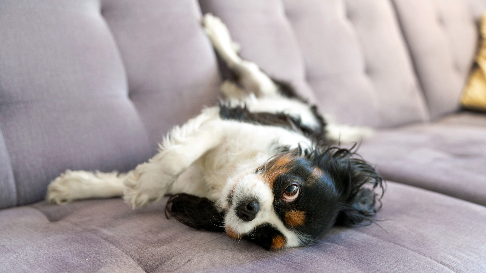 My Dog is Disoriented, Unbalanced, and Confused