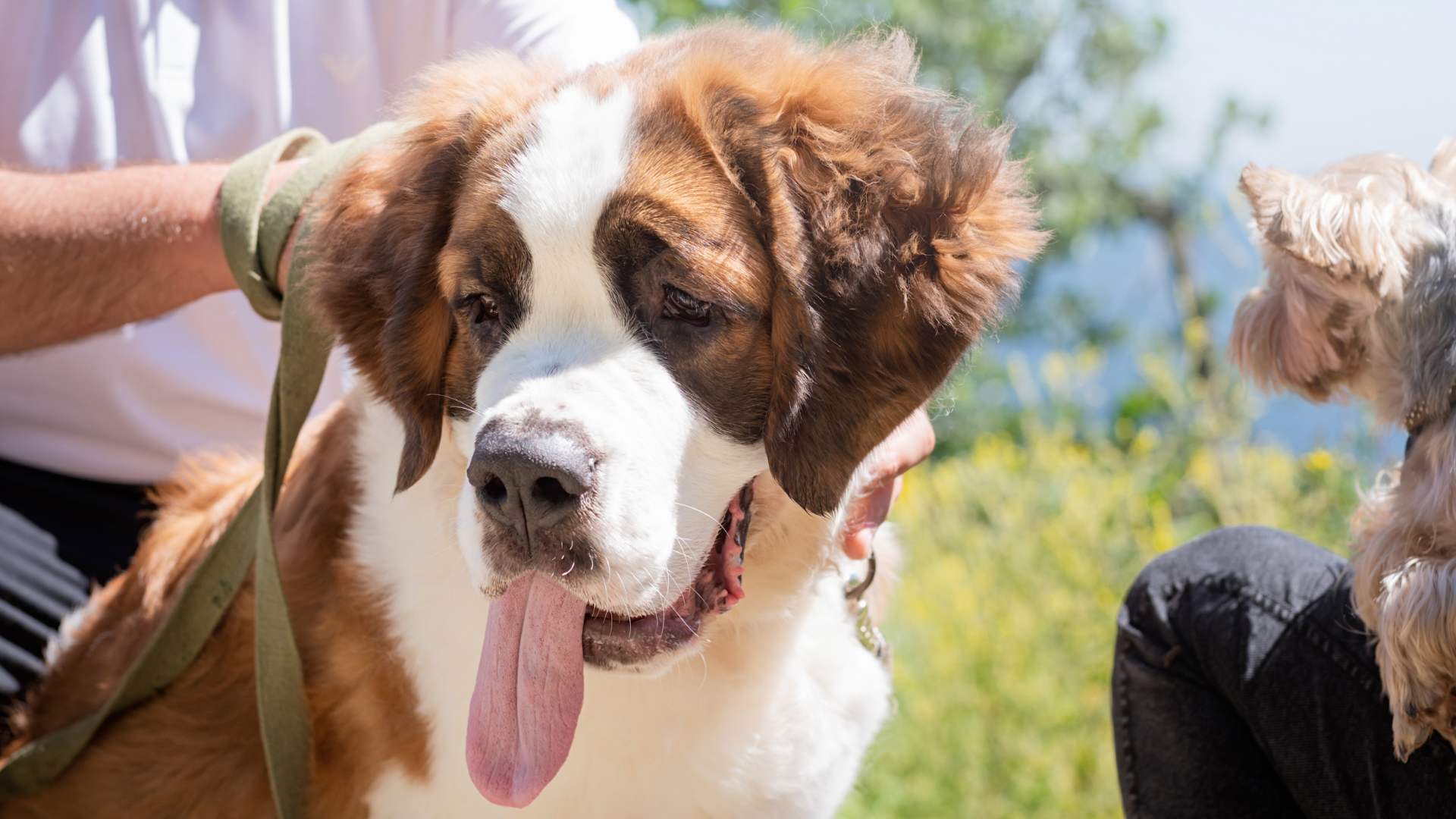 Origins of St. Bernard