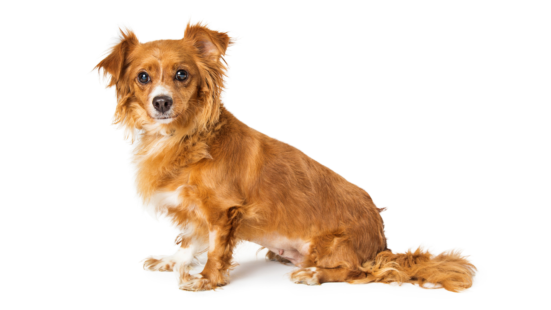 Patchy Hair Loss and Scabs in Dogs