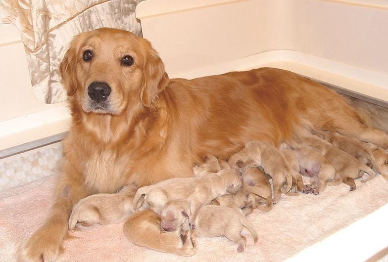 How Many Puppies Can a Dog Have First Time
