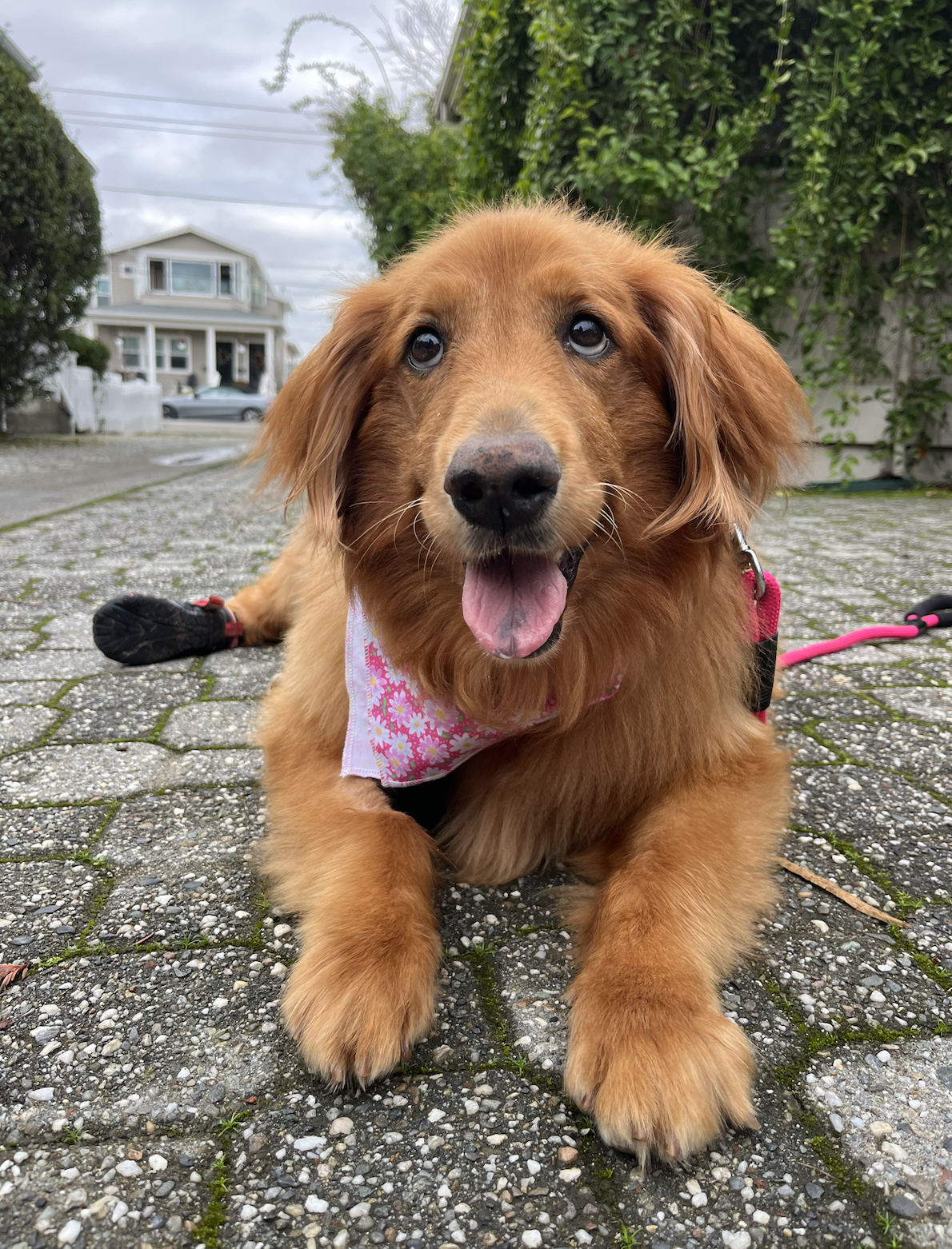 DOGFLUENCERS: Meet Frannie, Instagram's Sweetheart Rescue Dog Who Was Given a New Chance at Life