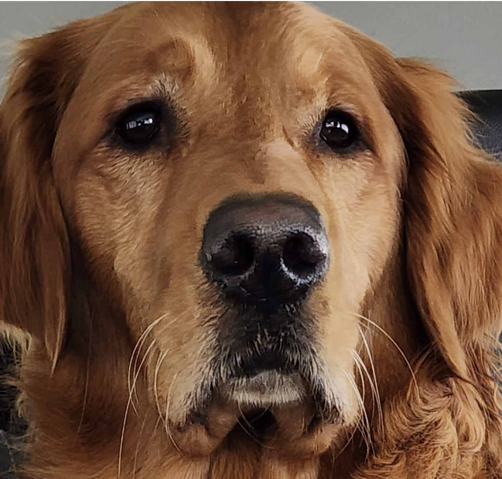 DOGFLUENCERS: Meet Charlie, Instagram's 'Most Golden Golden'