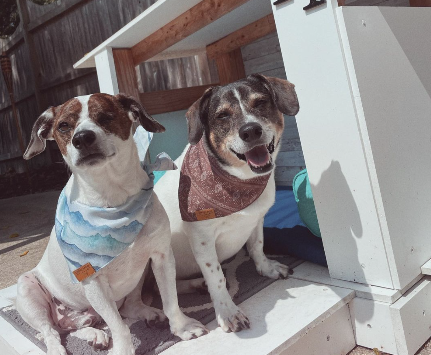 DOGFLUENCERS: Meet Dennis & Dexter, Instagram's Rescue Dog Duo