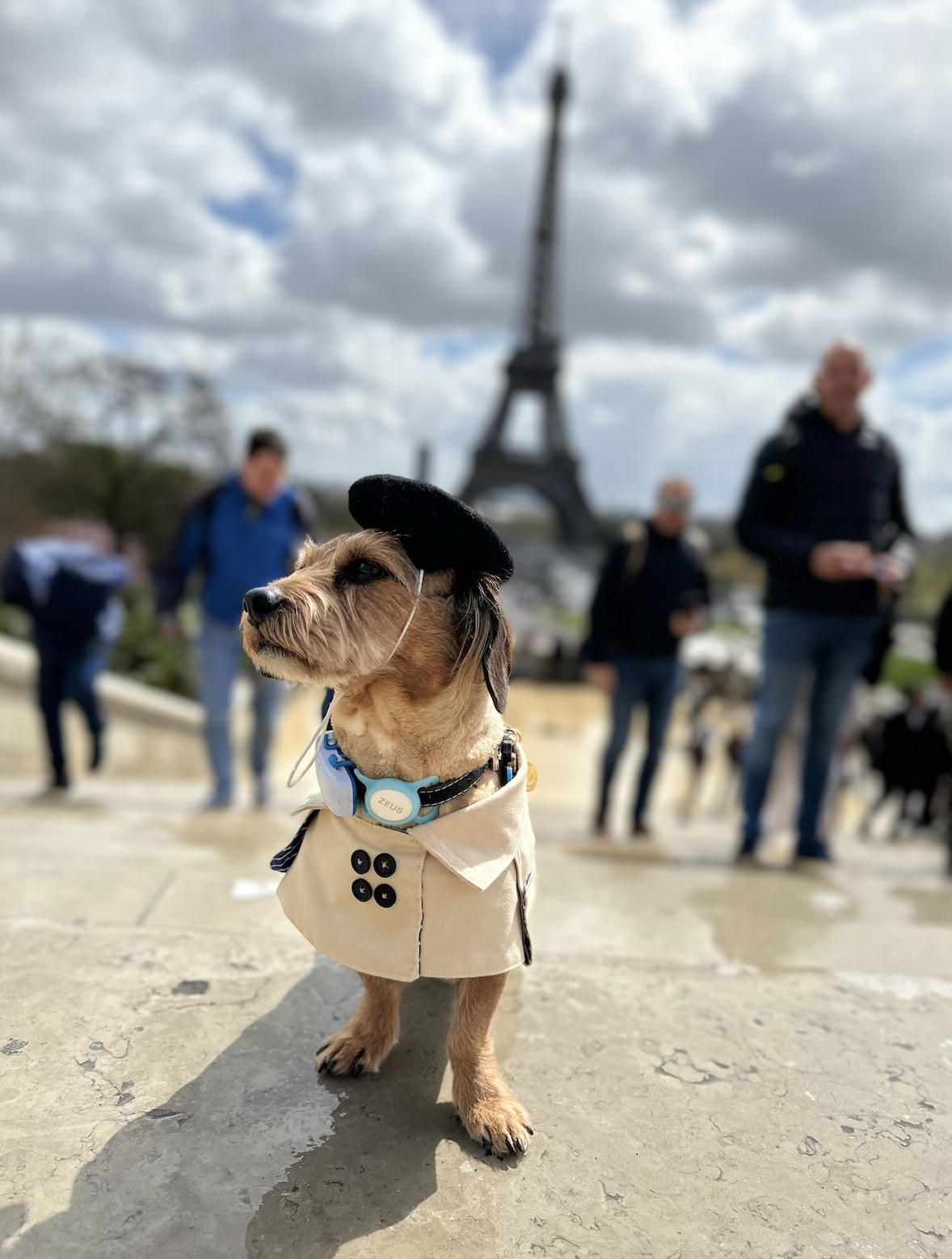 DOGFLUENCERS: Meet Zeus, Instagram's Adorable Dachshund Mix