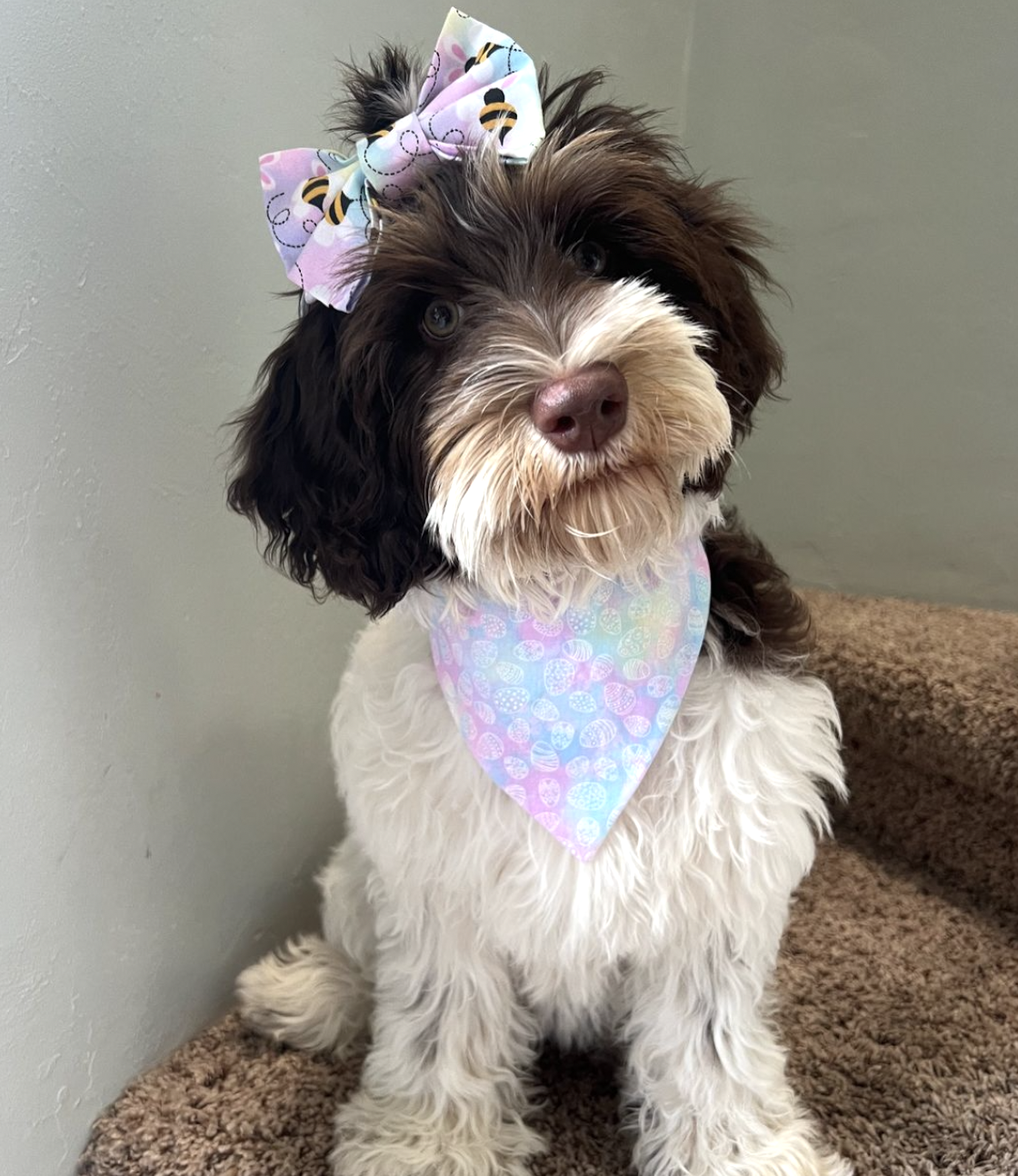 DOGFLUENCERS: Meet Dublin, Sanibel Island's Famous Australian Labradoodle