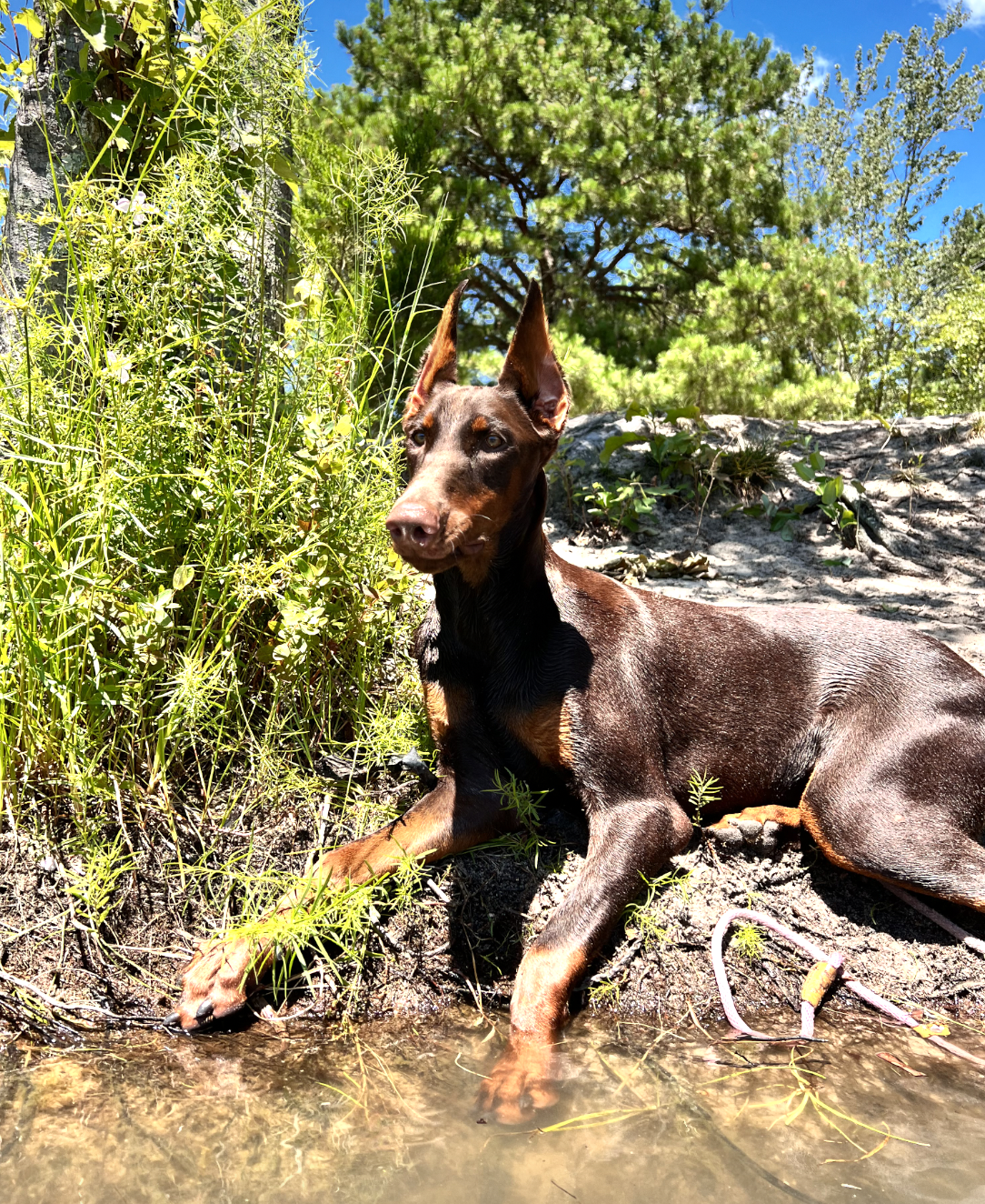 DOGFLUENCERS: Meet Coco, Instagram's Famous Doberman Making People Smile