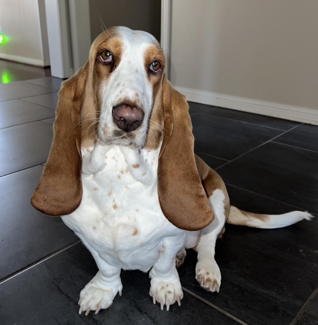 DOGFLUENCERS: Meet Georgina, Miami's Adorable Basset Hound