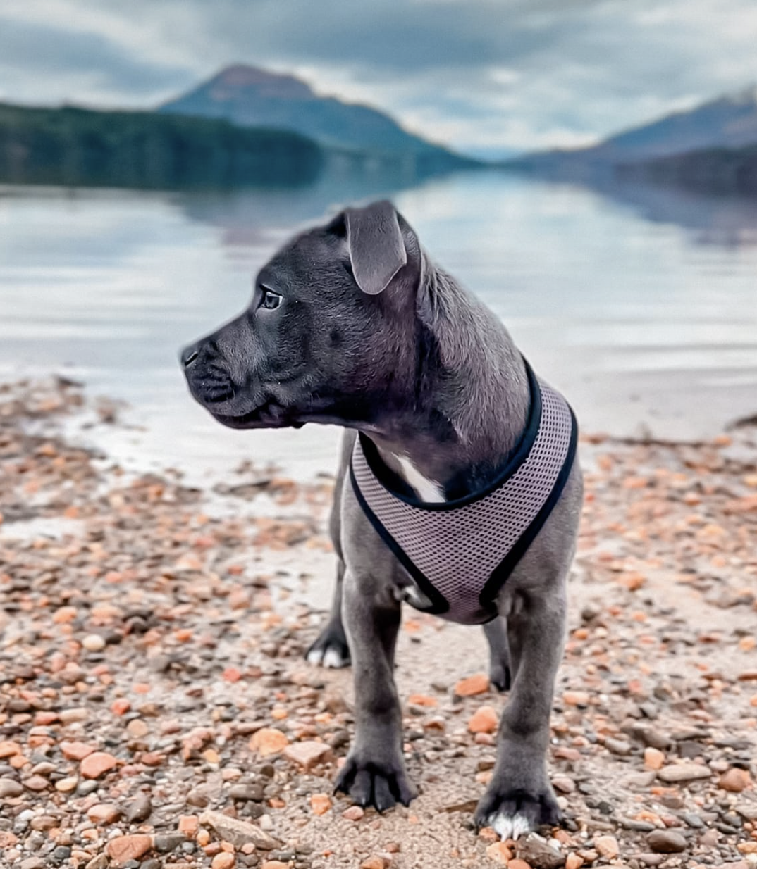 DOGFLUENCERS: Meet Haggis Blue, Scotland's Newest Canine Influencer!