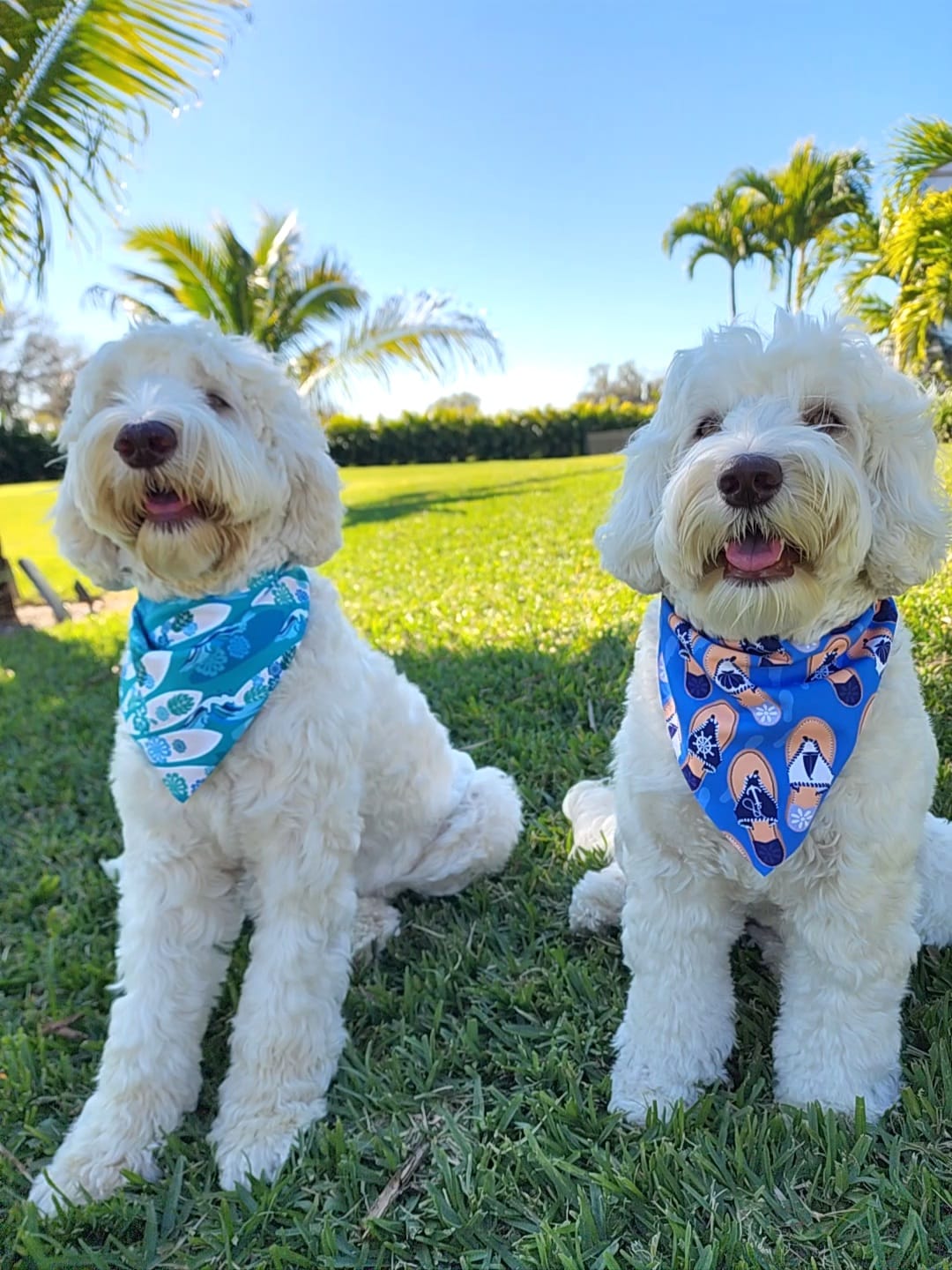 DOGFLUENCERS: Meet Zoey & Coco, Embarking on Adventures with Instagram's Favorite Duo