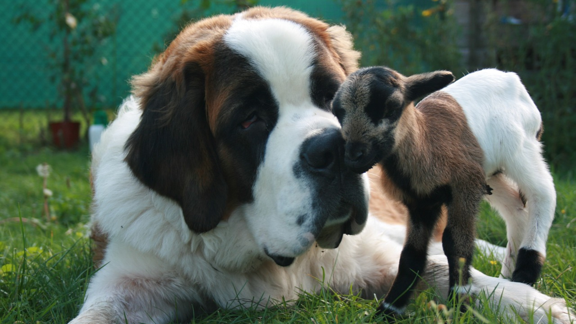 Are St. Bernards Good for New Pet Owners