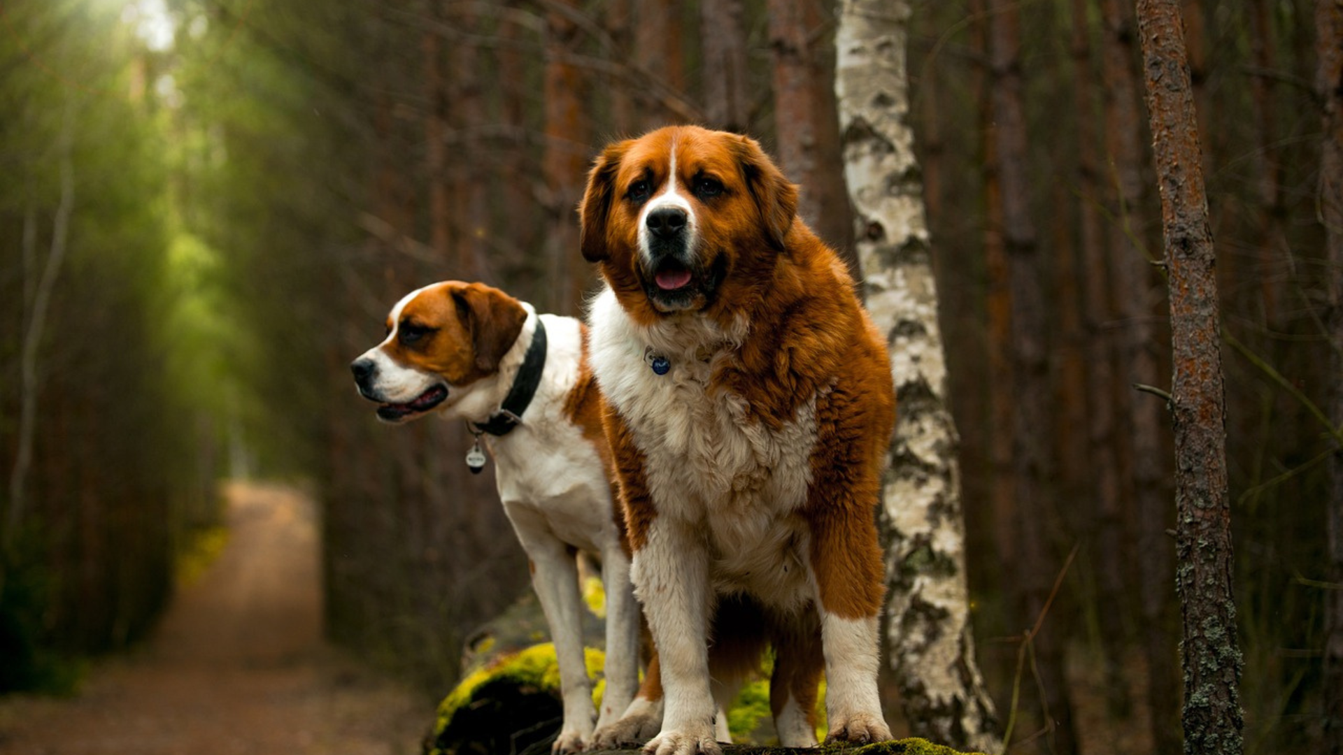 Are St. Bernards Good for New Pet Owners
