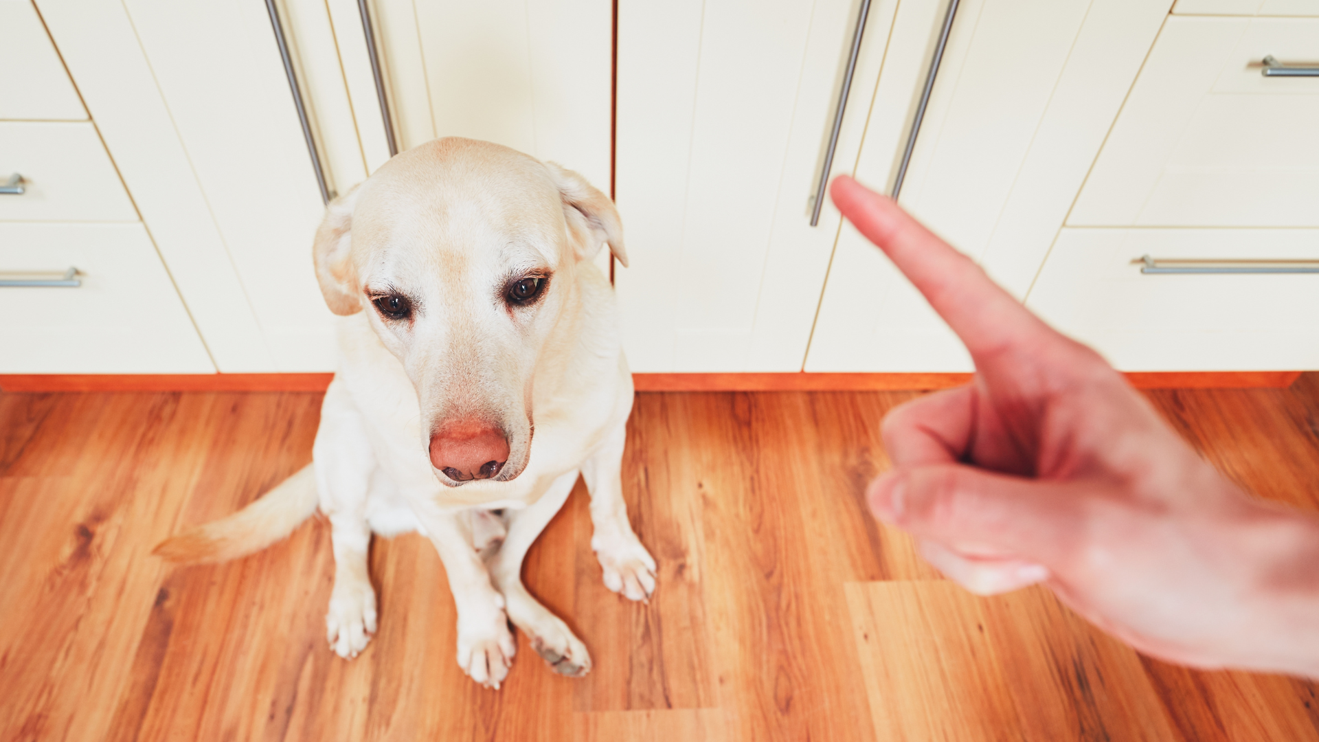 Stop Your Dog From Peeing in the House