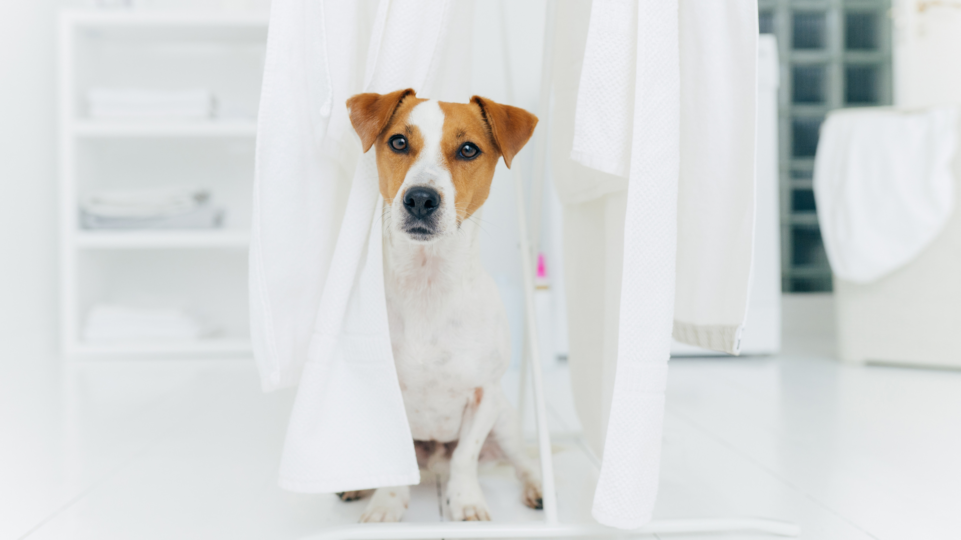 Stop Your Dog From Peeing in the House