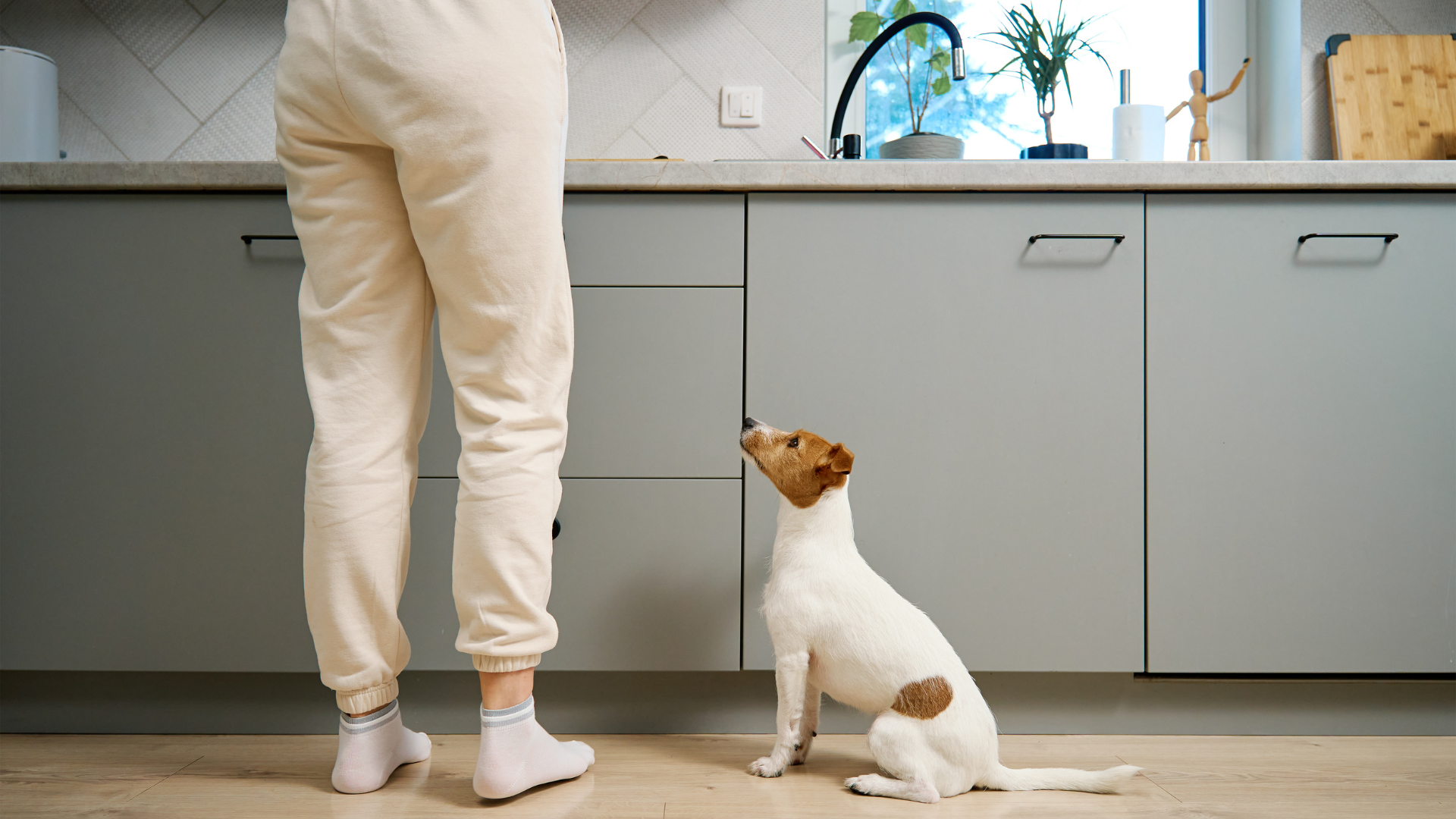 Stop Your Dog From Peeing in the House