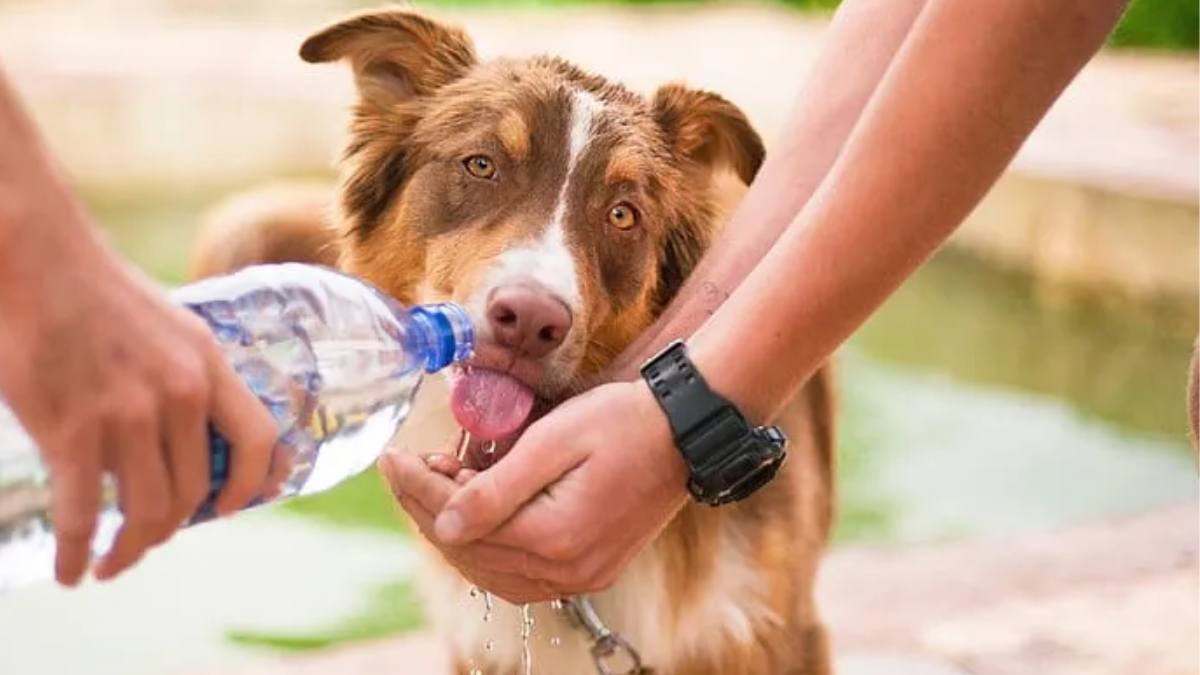 How Long Can a Dog Go Without Drinking Water?