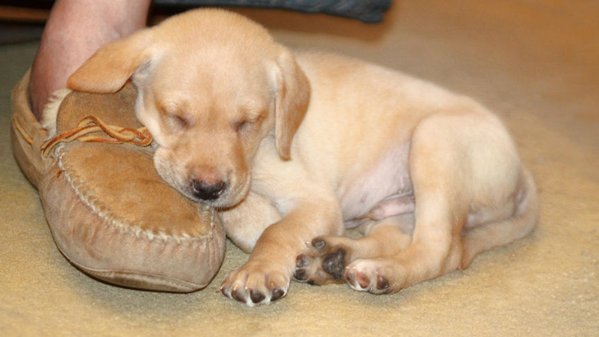 Why Do Dogs Sleep at Your Feet