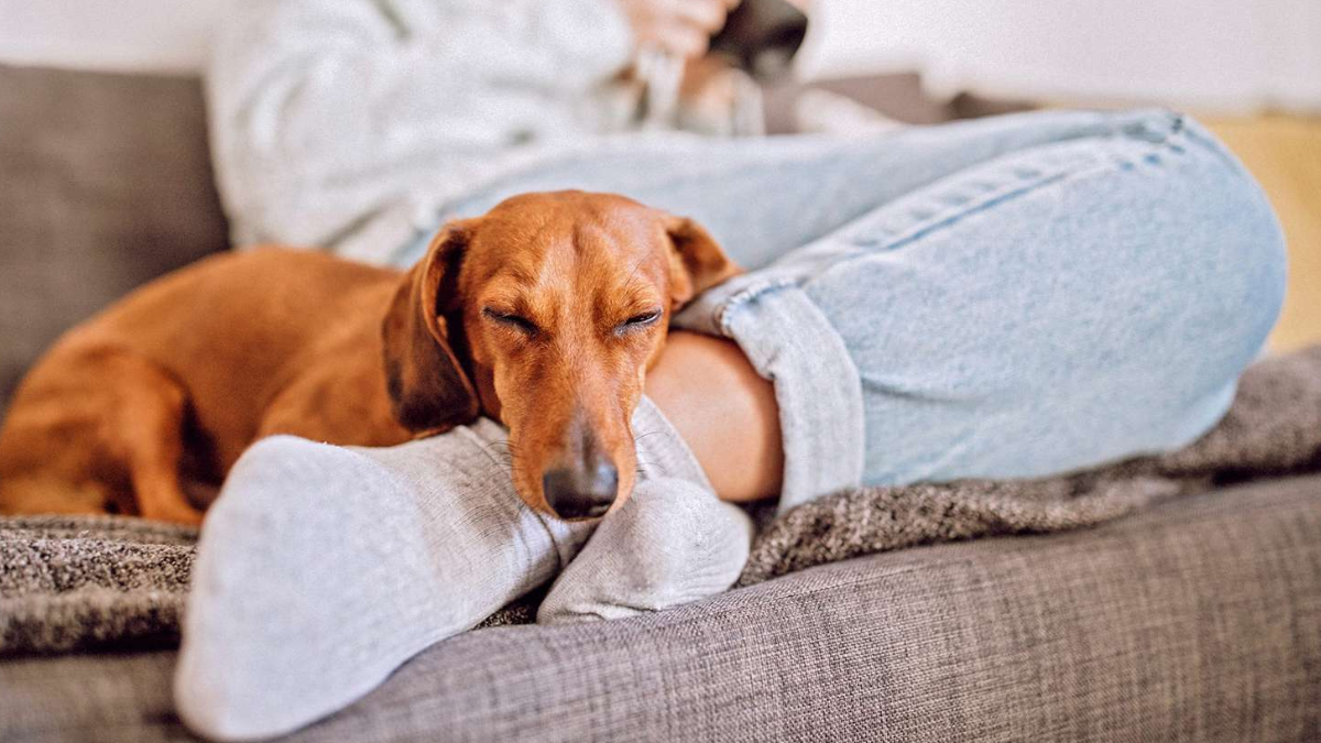 Why Do Dogs Sleep at Your Feet