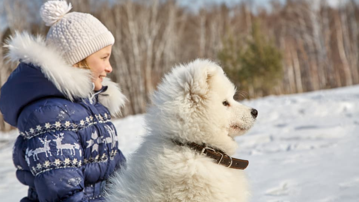 How Cold is Too Cold to Walk Your Dog