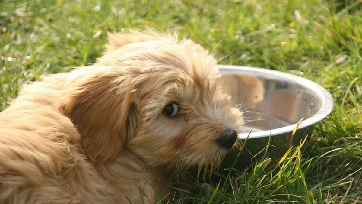How Long Can a Dog Go Without Drinking Water?