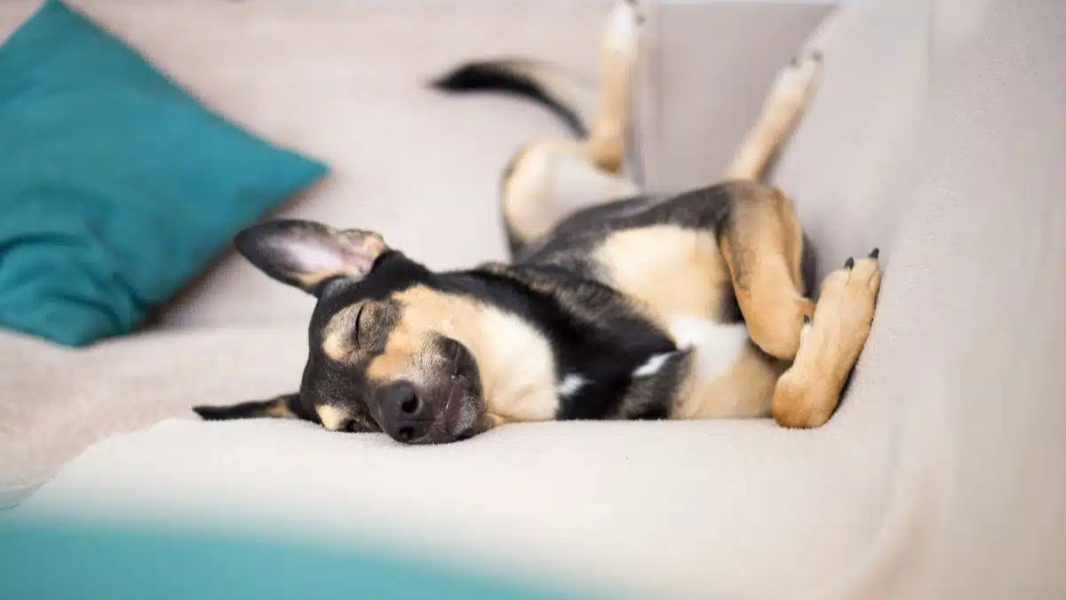 Why Do Dogs Sleep on their Backs