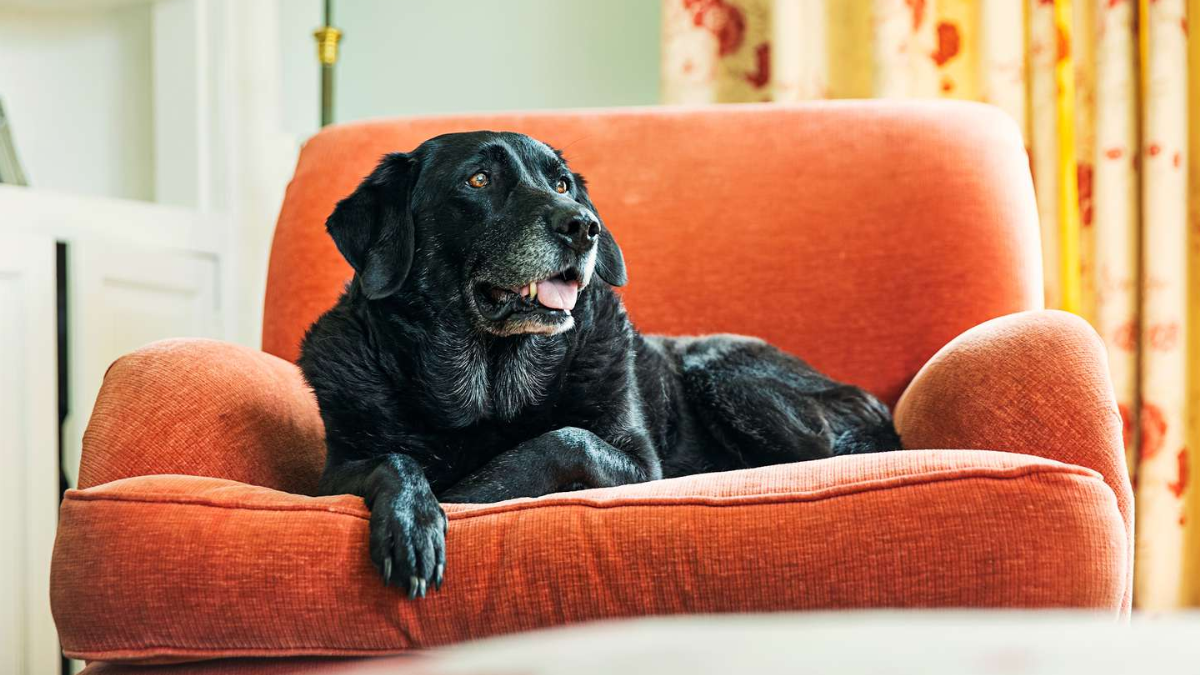 How to Make Your Home More Accessible for Senior Dogs