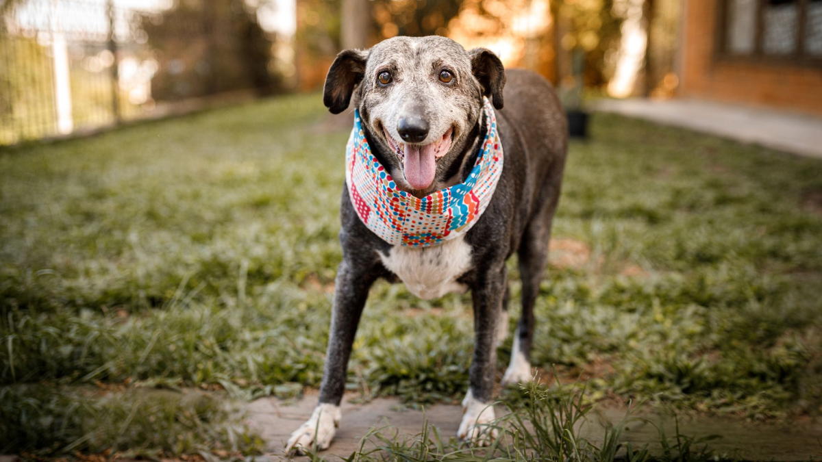 How to Make Your Home More Accessible for Senior Dogs