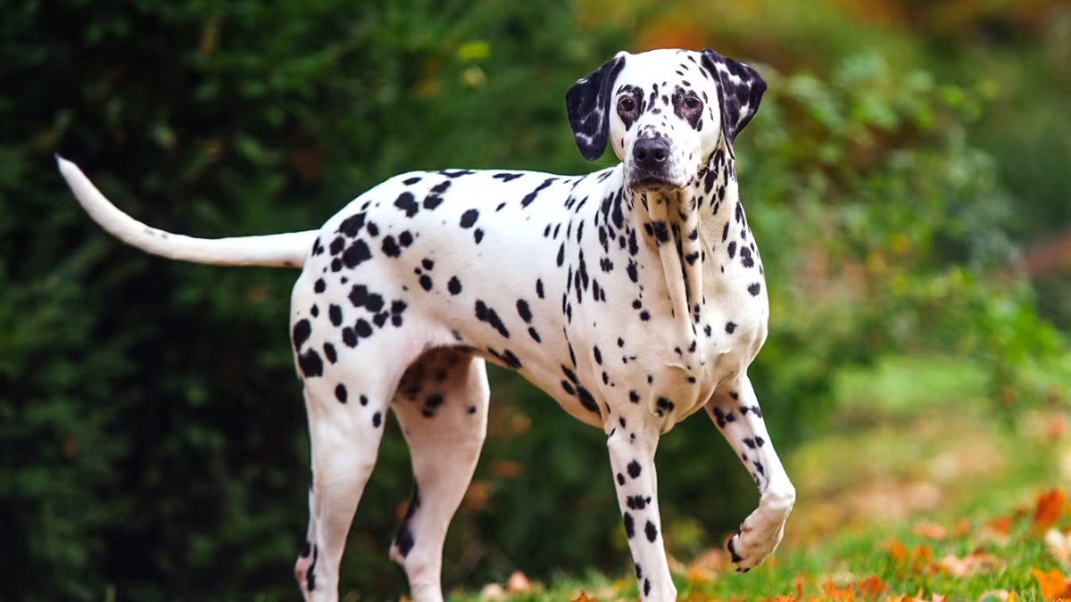 Why Are Dalmatians Firedogs? Dalmatian Role