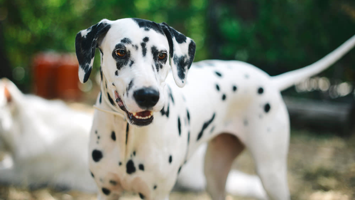 Why Are Dalmatians Firedogs