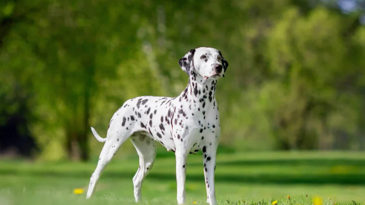 Why Are Dalmatians Firedogs