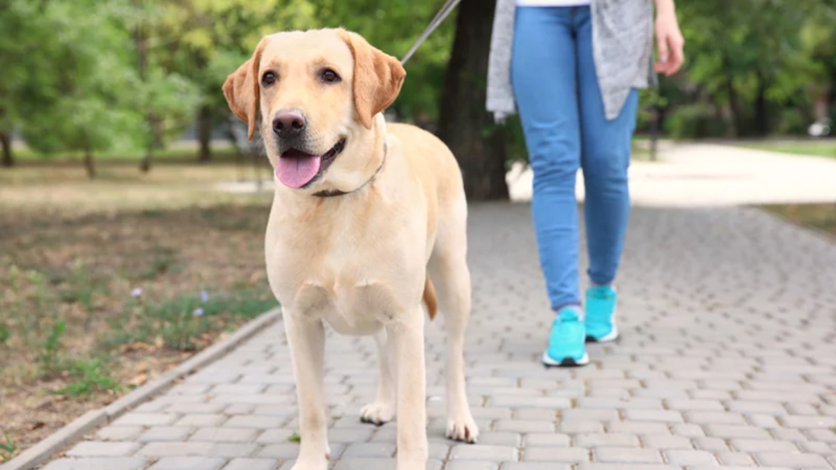 What to Do If an Off-Leash Dog Approaches You?