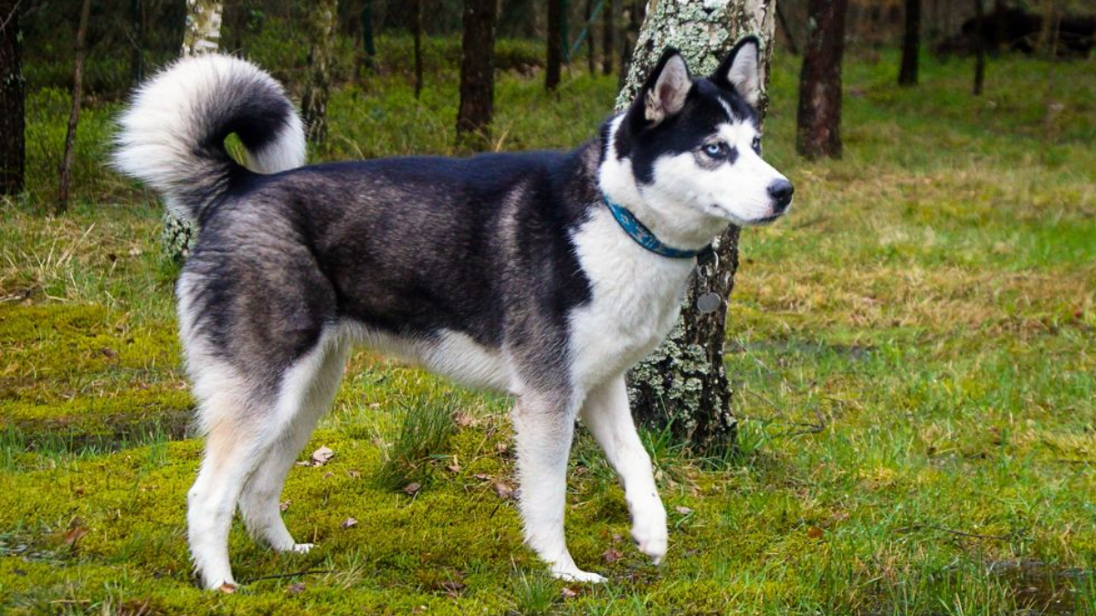 How Much Does a Husky Shed