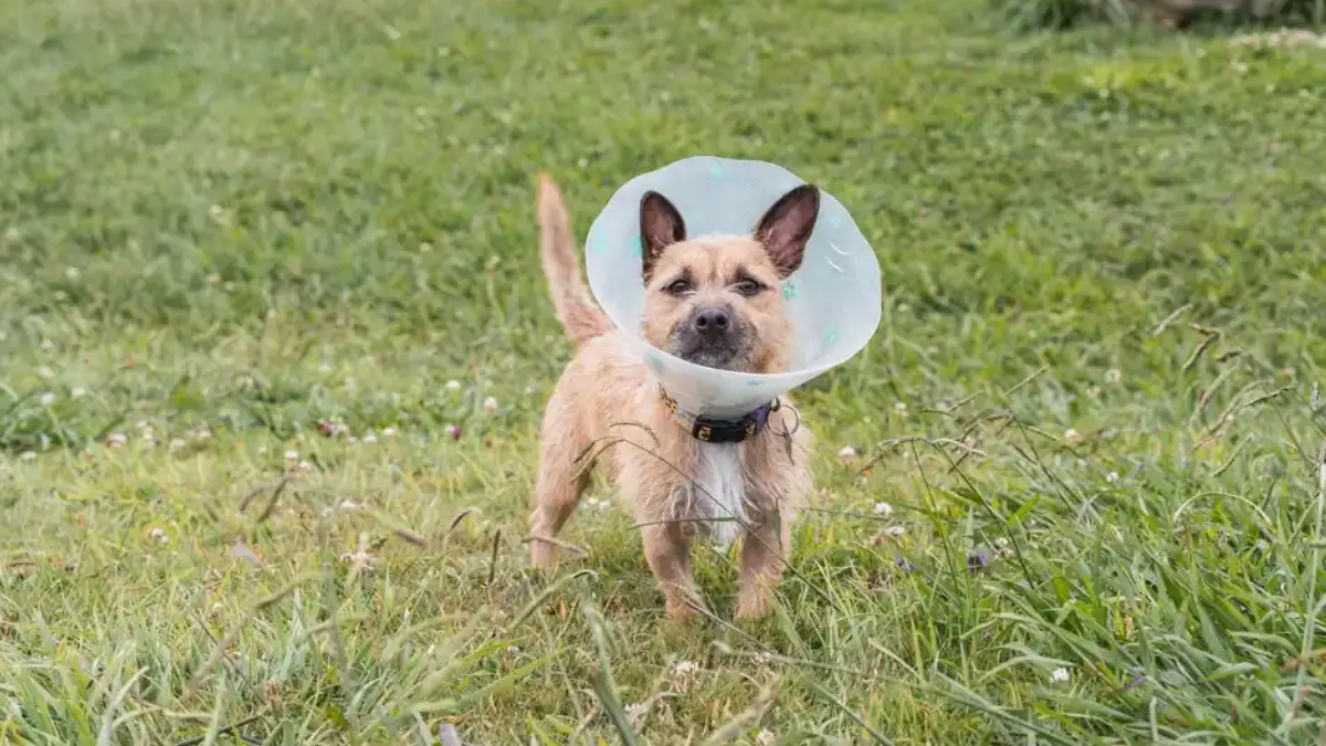 How Soon Can I Walk My Dog After Neutering