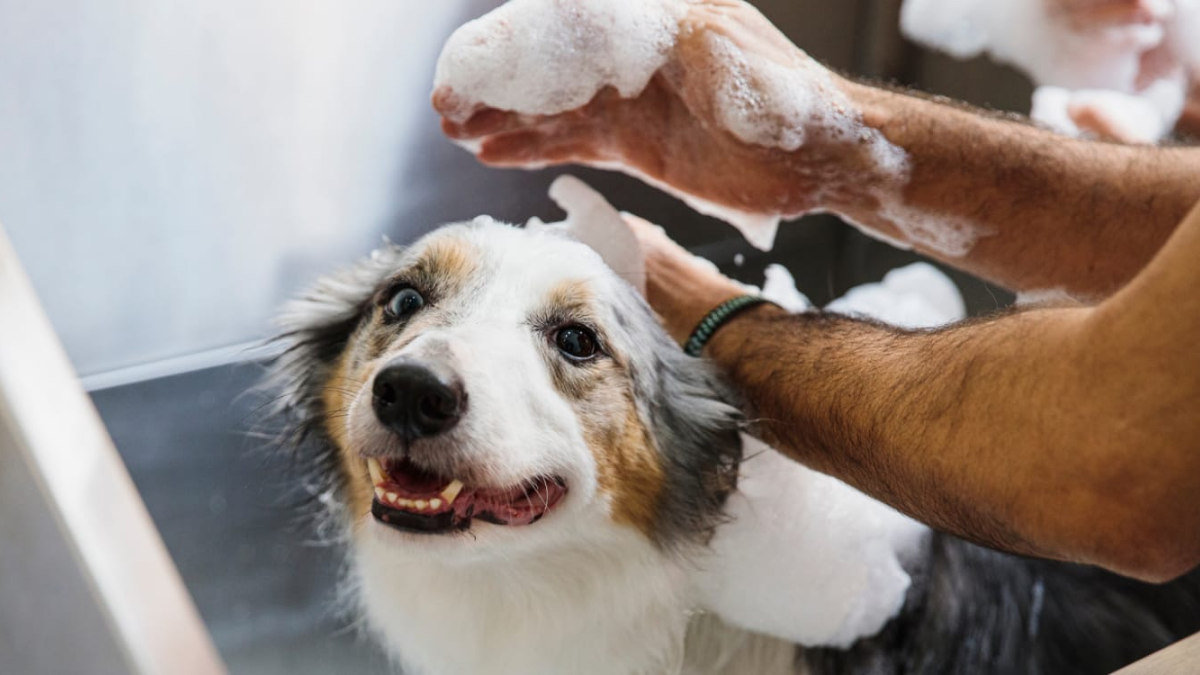 Best Dog Shampoos for Sensitive & Itchy Skin