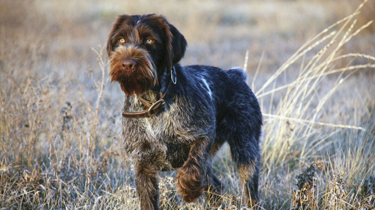 German Hunting Dog Breeds