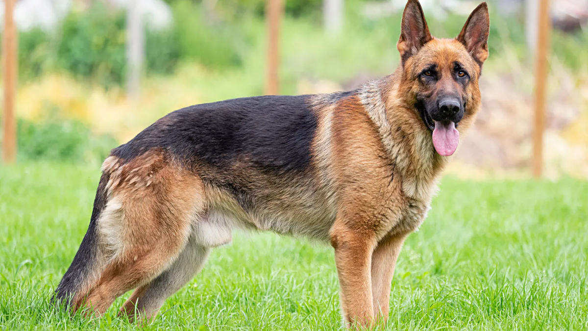 Longest Lived Large Dog Breed