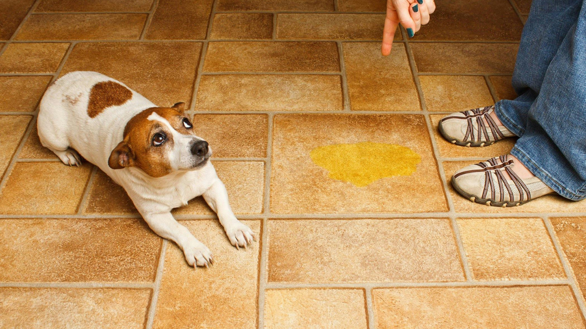 What Foods Can Cause Crystals in Dog Urine