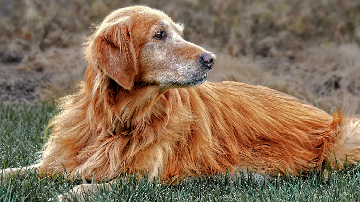 Signs That Your Dog Is Getting Old