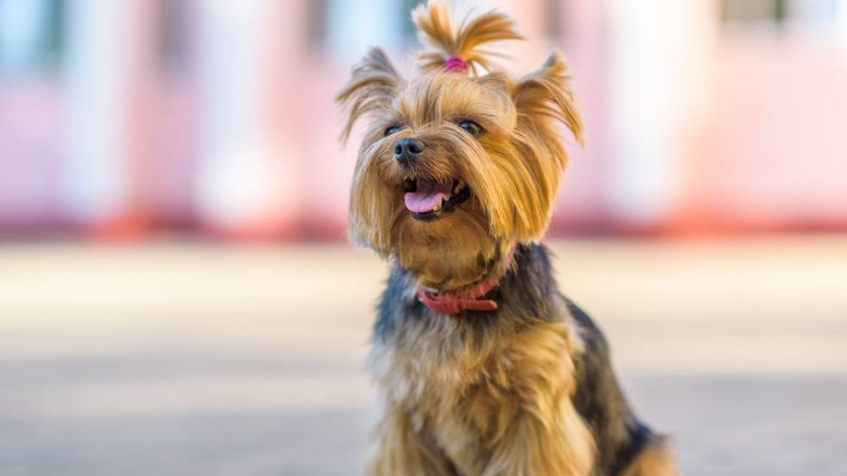 Why Do Yorkies Lick So Much?