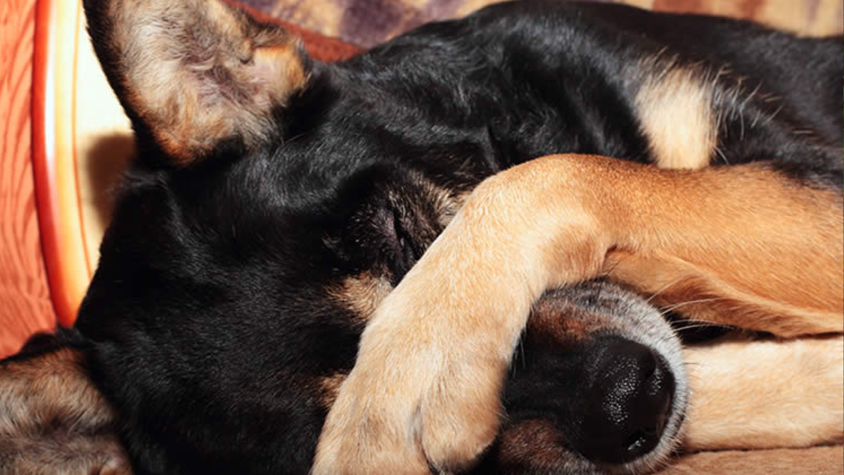 What Does It Mean When a Dog Covers Their Eyes with Paws