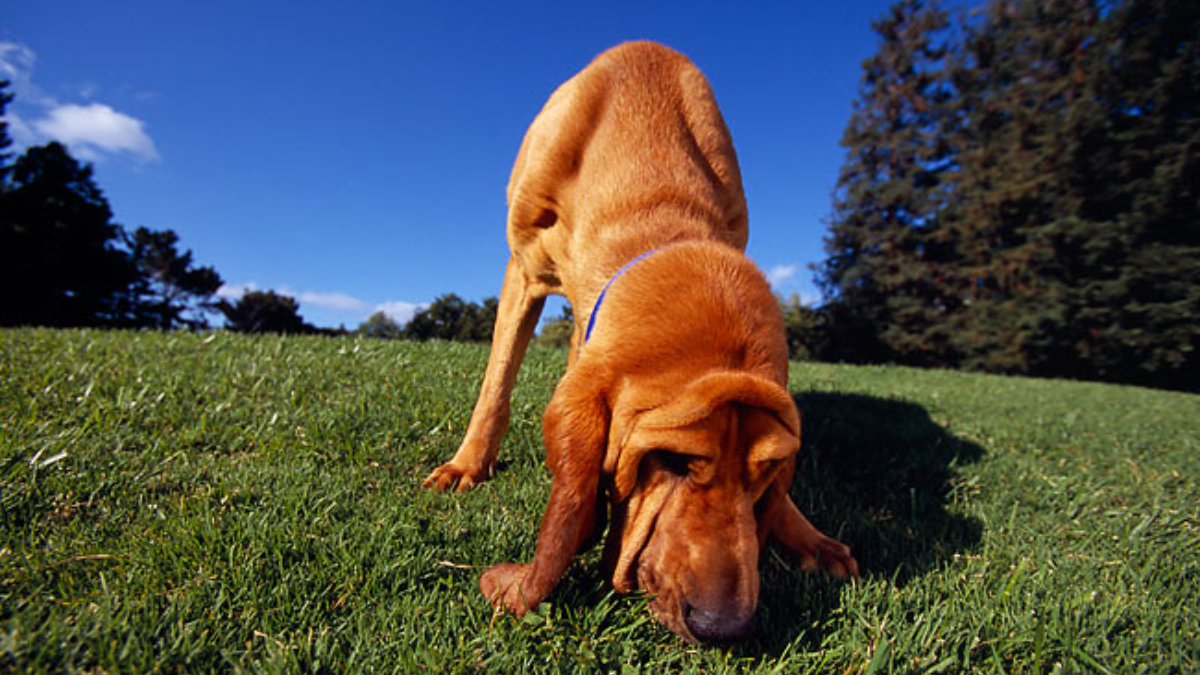 Does Sniffing Make Dogs Tired