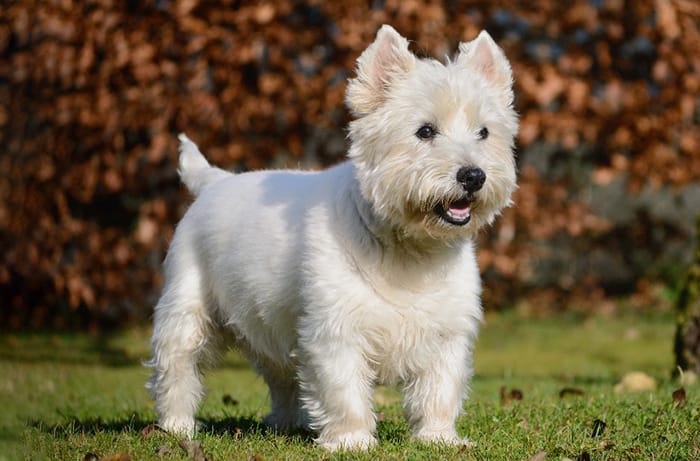 how big do west highland white terriers get