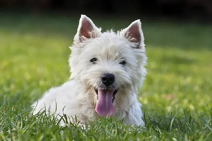 Do Westies Like to Bark?