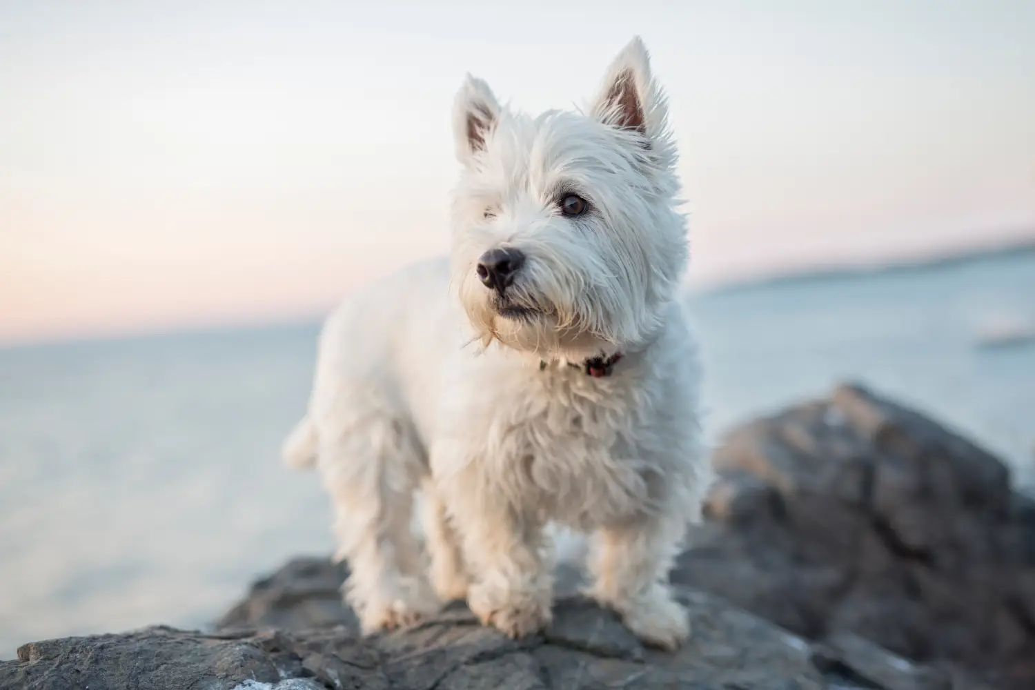 West Highland White Terrier in Rocks