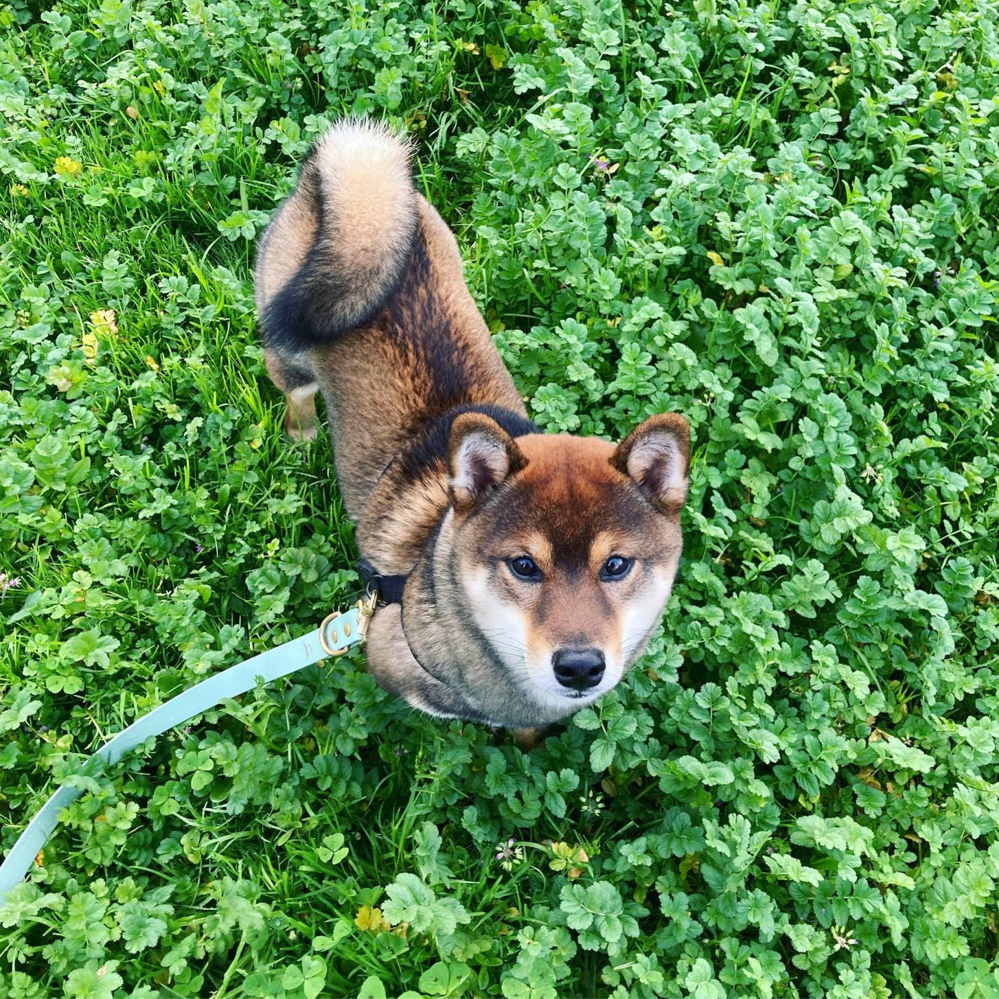 DOGFLUENCERS: Meet Kuma, Portugal's Most Adorable Shiba Inu