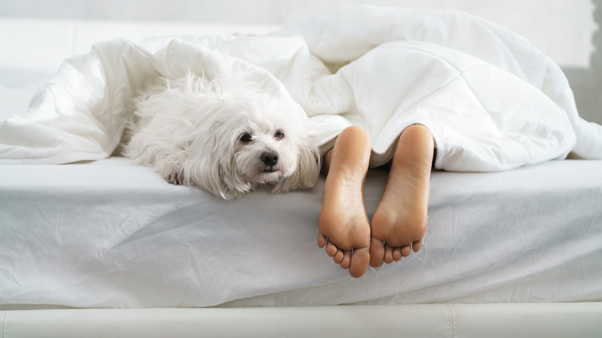 Why Do Dogs Sleep at Your Feet