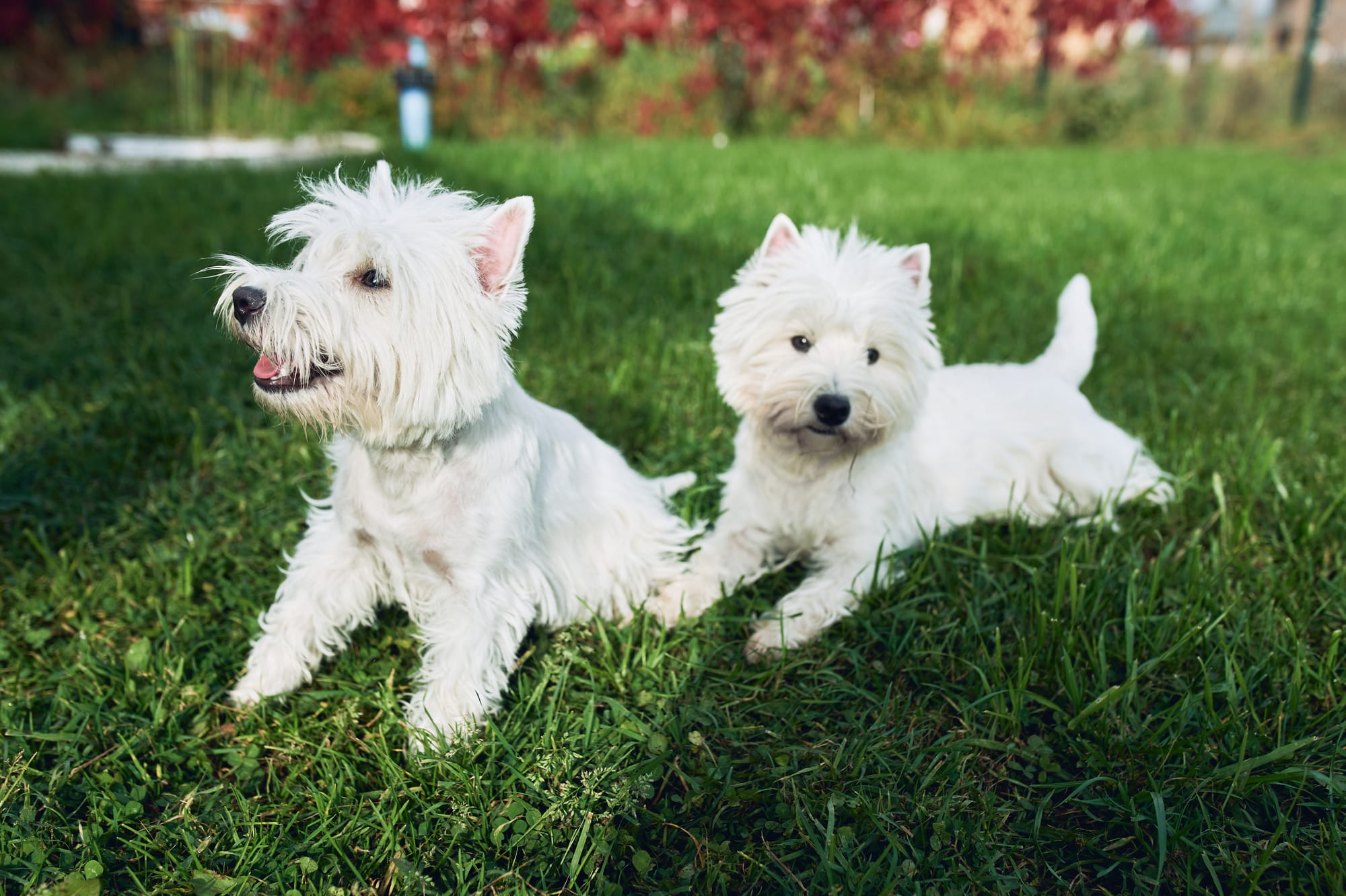 Can Westies Be Left Alone? Tips for First-Time Owners